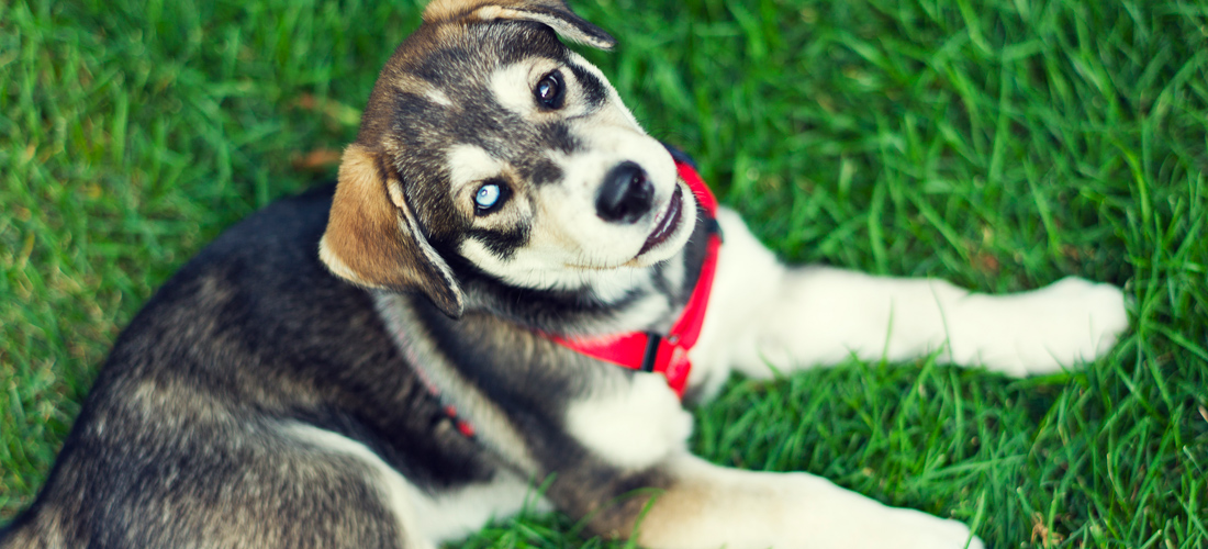 自动攻击网站工具下载